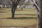 Left side of 9th (towards pin)